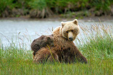 Brown bears in Lake Clark National Park, Alaska thumbnail