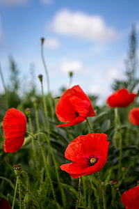 close-up photography of red poppy flowers thumbnail