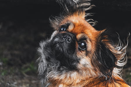 closeup photography of adult tan and black Pekingese thumbnail