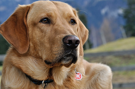 adult yellow Labrador retriever thumbnail