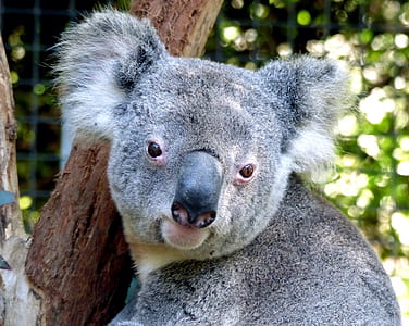 koala on tree trunk thumbnail
