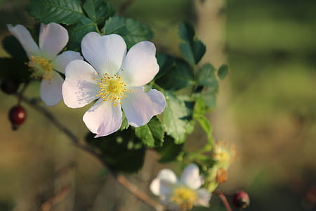 close-up photo of white 5-petaled flower thumbnail