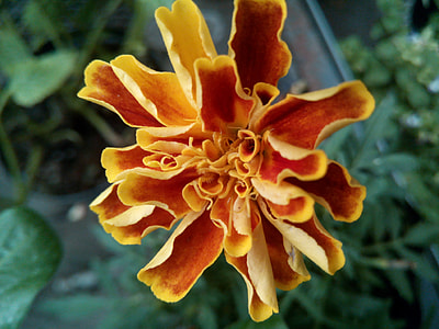 Flower, Carnation Moro thumbnail
