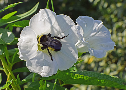 Bumblebee In Morning Glory, Insect thumbnail