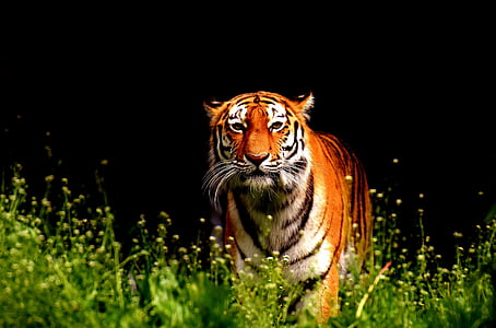 macro shot of tiger thumbnail