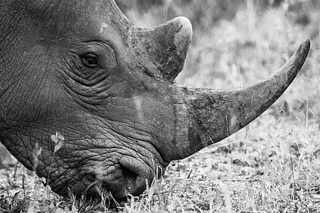 grayscale photography of rhinoceros thumbnail