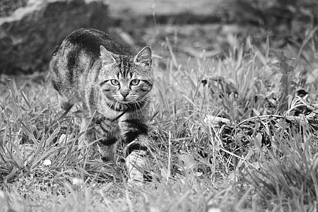 grayscale photography of tabby cat thumbnail