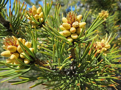 closeup photo of pine cones thumbnail
