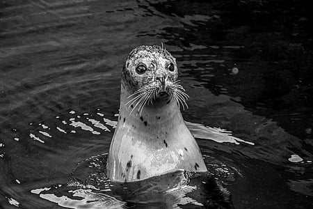 white seal on the body of water thumbnail