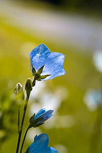 selective focus photo of blue petaled flower thumbnail