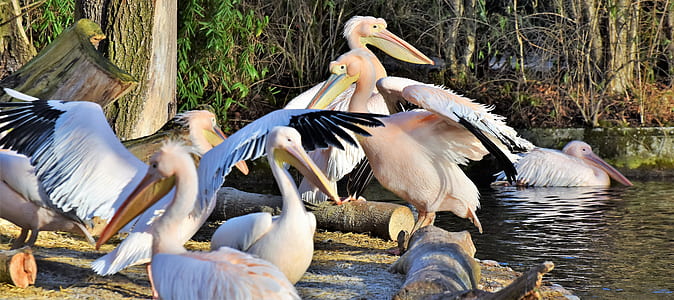 flock of pink-and-white pelicans on water thumbnail