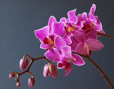 close up photo of pink moth orchids thumbnail