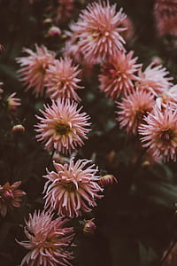 pink flowers thumbnail