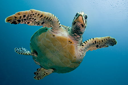 green and black swimming turtle thumbnail