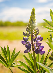 close-up photo of purple lupine flower thumbnail