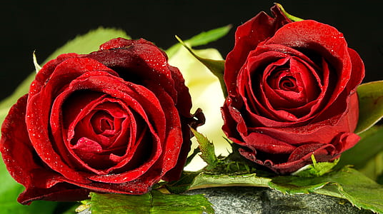 selective focus photography of two red roses thumbnail
