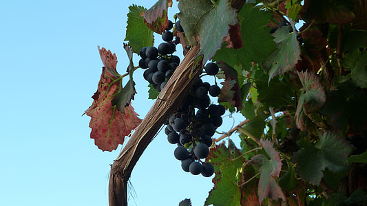 Grape, Vintage thumbnail