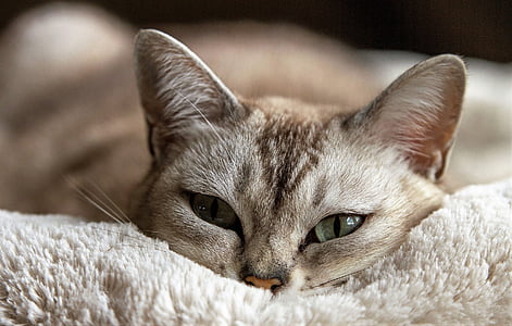 brown Tabby cat laying down on white mat thumbnail