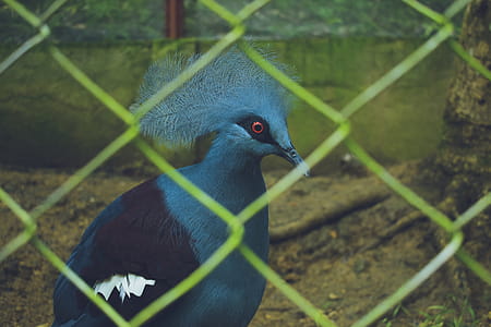 Shallow Focus Photography of Blue and Black Bird thumbnail
