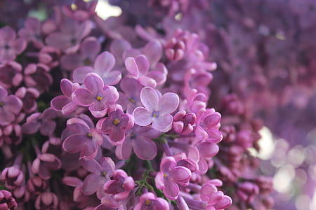 selective focus photography of pink flowering tree thumbnail