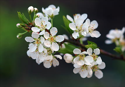 Selective Focus Photography Of White Petaled Flowers thumbnail