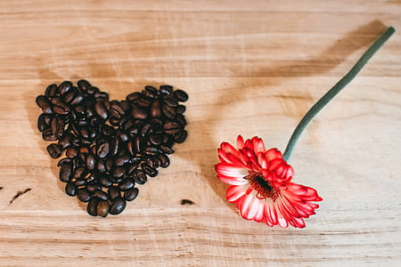 Photo of Red Petaled Flower Near Coffee Beans thumbnail