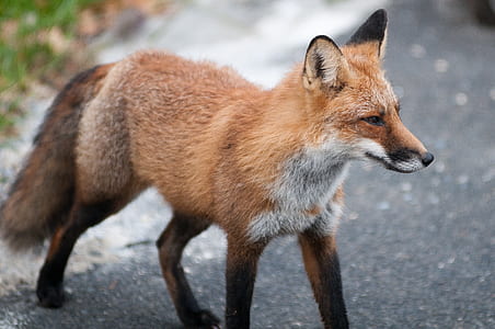 brown fox during daytime thumbnail