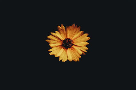 selective focus photo of yellow daisy flower thumbnail