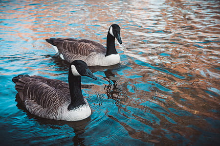 two mallard ducks at body of water thumbnail