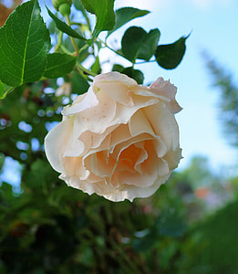 peach-colored rose flower in close-up photography thumbnail
