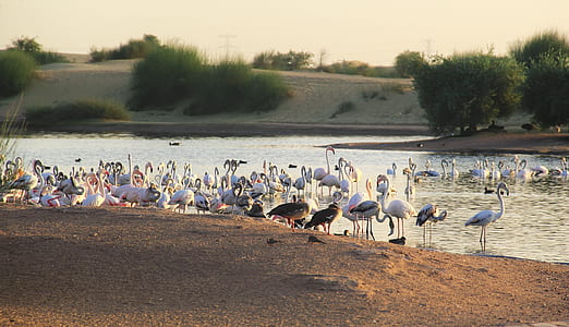 flock of birds on body of water thumbnail