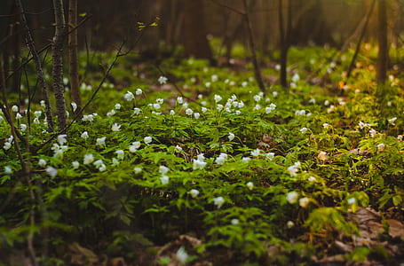 Selective Focus Photography of Green Leaf Plant With White Petaled Flower thumbnail