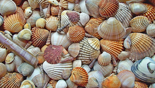 assorted-color seashells thumbnail