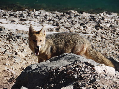 gray and brown fox on ground thumbnail