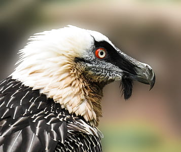 selective focus photo of vulture thumbnail