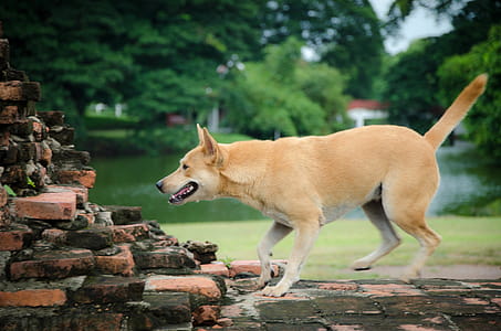 Local Thai Brown Dog thumbnail