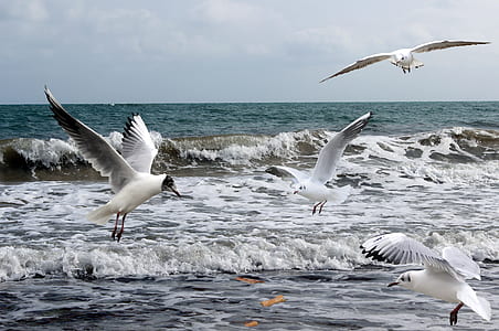 birds on body of water thumbnail