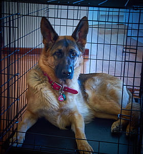 adult black and brown German shepherd in black case thumbnail
