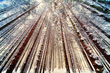 low angle photography of bare trees thumbnail