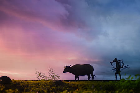 Silhouette of Man Carrying Plow While Holding the Rope of Water Buffalo Walking on Grass Field thumbnail