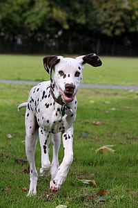 adult dalmatian running on grass thumbnail
