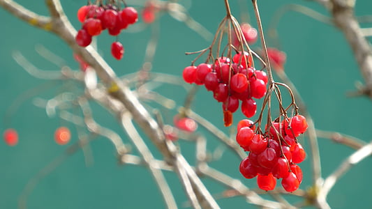 selective focus photography red cherry thumbnail