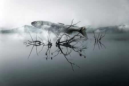 gray fish on body of water with fogs thumbnail