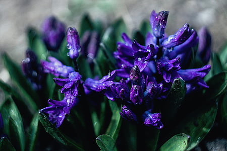 closeup photo of purple hyacinth flowers with water droplets thumbnail
