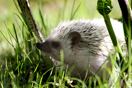 selective focus photography of hedgehog standing on grass thumbnail