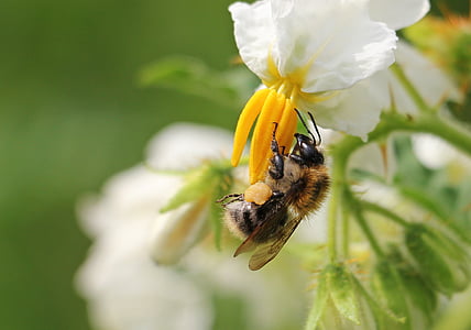 honeybee pollinating on white petaled flower thumbnail