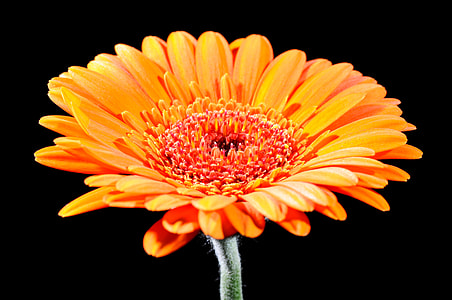 Gerbera, Cut Flowers, Blossom, Bloom, close, flowers thumbnail