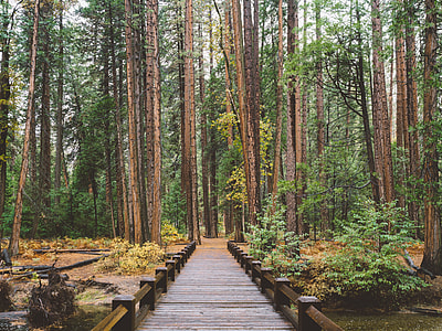 brown wooden dock in between trees thumbnail