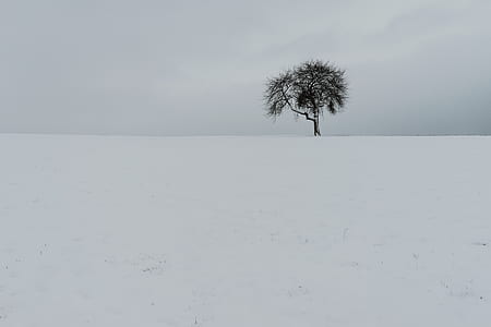 green tree on snow field thumbnail