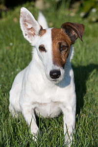closeup photo of adult white and brown Jack Russel terrier on green grass thumbnail